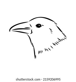 Hand-drawn black crow. Raven, bird sketch, vector illustration