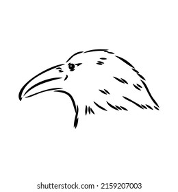 Hand-drawn black crow. Raven, bird sketch, vector illustration