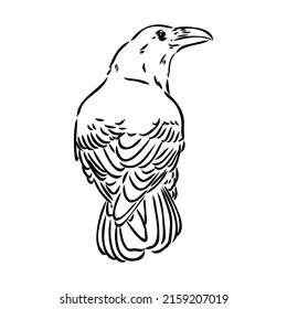 Hand-drawn black crow. Raven, bird sketch, vector illustration