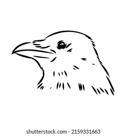 Hand-drawn black crow. Raven, bird sketch, vector illustration