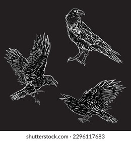 Hand-drawn black crow. Raven, bird sketch, vector illustration