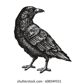 Hand-drawn Black Crow. Raven, Bird Sketch, Vector Illustration