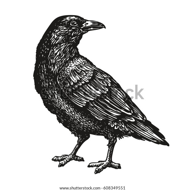 手描きの黒い烏 Raven 鳥のスケッチ ベクターイラスト のベクター画像素材 ロイヤリティフリー