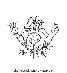 Hand-drawn BLACK CUMIN.  Line style. Isolated on white background.