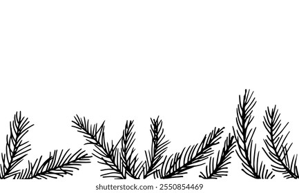 Hand-drawn black line of pine needle leaves on a white background.