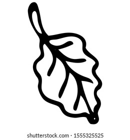 Hand-drawn black lines botanical leaf in graphic style on a white isolated background for use in design, doodle, stock vector illustration