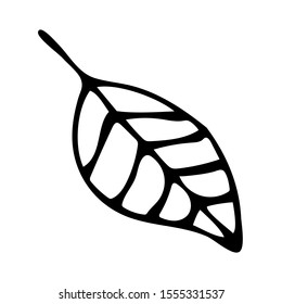 Hand-drawn black lines botanical leaf of a tree in graphic style on a white isolated background for use in design, doodle, vector stock illustration