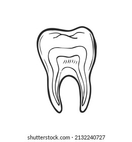 Hand-drawn black lines sketch molar, tooth. Doodle drawing. Object, Element, icon Component for illustration, design brochures for dentistry, medical manuals, books or packaging, isolated vector