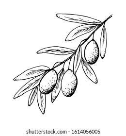 Hand-drawn in black outline, ink vector drawing isolated on a white background. Olive tree branch, foliage. For menu design, products, kitchen utensils, dishes, recipes.