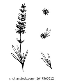 Hand-drawn black outline vector drawing. Set of lavender branches, flowers, leaves in the engraving style on a white background. For the decor of labels, cards, aroma products. Nature, plants, herbs.