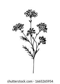 Dibujo vector de contorno negro dibujado a mano. Rama de flores silvestres, madera de gusano, hierba silvestre, hierba aislada en un fondo blanco.