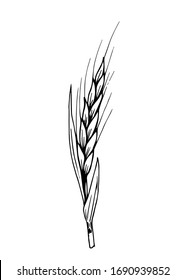 Dibujo vector de contorno negro dibujado a mano. Araña de trigo, cultivo de cereales, grano, cosecha estacional. Para impresiones de etiquetas, embalaje de productos. Productos de harina, pan, bollería.