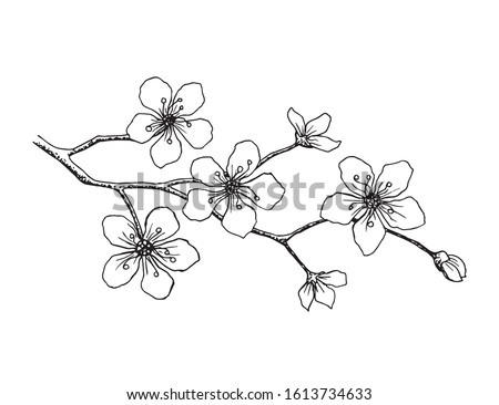 Hand-drawn black outline vector drawing isolated on a white background, flowering sakura branch, blossoming flowers, buds. For spring seasonal design, Hanami festival.
