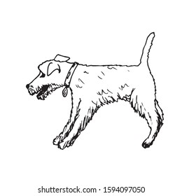 Hand-drawn black outline vector illustration of a pedigree dog Fox Terrier with a collar in a standing pose, contour on a white background.