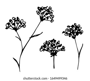 Hand-drawn black outline vector set of wildflowers, field plants, weed grass, elements of nature, garden. For the design of postcards, prints, products.