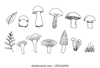 Hand-drawn black outline vector set. Edible forest mushrooms, sep, chanterelle, boletus, morel, honey agarics, saffron, grass, leaves. Seasonal organic products, market, vegetarian. Ink drawing.