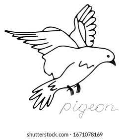 A hand-drawn black vector illustration of one dove is flying on a white background with lettering Pigeon