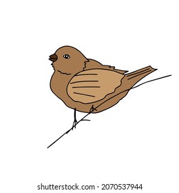A Hand-drawn black vector illustration of one brown sparrow bird is sitting on a branch on a white background