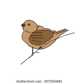A Hand-drawn black vector illustration of one brown sparrow bird is sitting on a branch on a white background