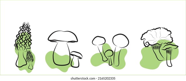 Hand-drawn in black and white, with the addition of green elements, a collection of edible mushrooms: porcini mushrooms, chanterelles, morels, honey mushrooms. Healthy food illustration.