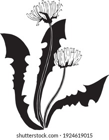 Hand-drawn black and white dandelion