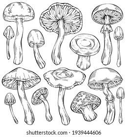 Hand-drawn black and white forest wild collection of assorted edible mushrooms. Healthy food illustration. Can be used for menu design, label, icon, recipe, packaging, web. Botanical vector set