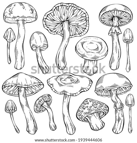 Hand-drawn black and white forest wild collection of assorted edible mushrooms. Healthy food illustration. Can be used for menu design, label, icon, recipe, packaging, web. Botanical vector set