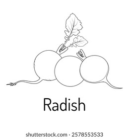 A hand-drawn black and white illustration of a fresh radish with leaves, ideal for culinary designs, gardening projects or educational materials. Simple, clean and versatile pro vector illustration.