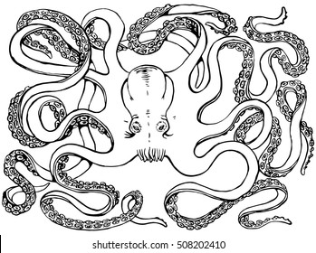 Hand-drawn Black and White illustration Octopus.