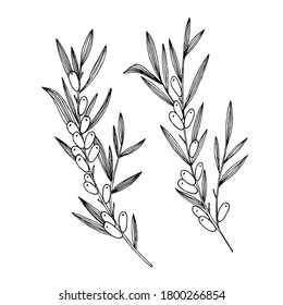 Hand-drawn black and white image of sea buckthorn berries. Also, the image looks like olive branches. Isolated on white background.