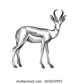 Hand-drawn Black And White Sketch Of Adult Antelope With Big Long Horns On A White Background. Wild Life. Wild Animals. Antelope, Deer, Gazelle