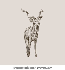 Hand-drawn black and white sketch of adult antelope with big long horns on a white background. Wild life. Wild animals. Antelope, deer, gazelle	
