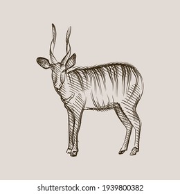 Hand-drawn black and white sketch of adult antelope with big long horns on a white background. Wild life. Wild animals. Antelope, deer, gazelle	
