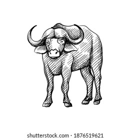 Hand-drawn black and white sketch of african buffalo on a white background. Wild life. Wild animals. Buffalo, bison, ox