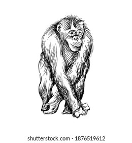 Hand-drawn black and white sketch of chimpanzee on a white background. Wild life. Wild animals. Black and white chimpanzee, chimp, monkey