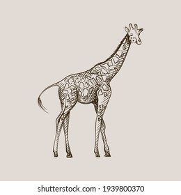 Girafe Dessin Images Stock Photos Vectors Shutterstock