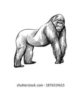 Hand-drawn black and white sketch of Gorilla on a white background. Wild life. Wild animals. Gorilla. King Kong. Monkey, Ape