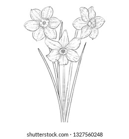 Hand-drawn black and white sketch of narcissus flowers.Vector  EPS 10.