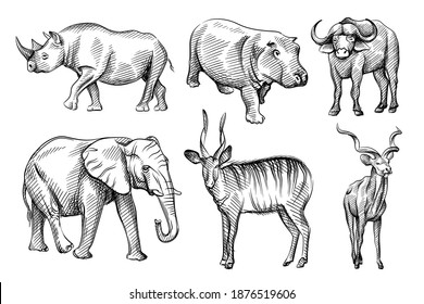 Hand-drawn black and white sketch set of wild animals from Africa. Savanna, Jungle. Hippo, rhino, buffalo, bison, deer, antelope; elephant