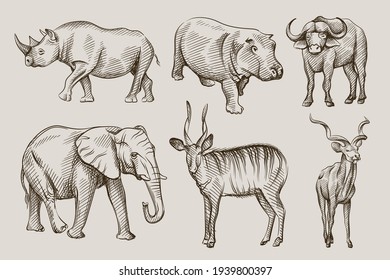 Hand-drawn black and white sketch set of wild animals from Africa. Savanna, Jungle. Hippo, rhino, buffalo, bison, deer, antelope; elephant	