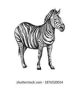 Hand-drawn black and white sketch of zebra on a white background. Wild life. Wild animals. Black and white zebra Martin from Madagaskar