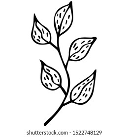 Hand-drawn black and white twig of tea tree. Isolated doodle for coloring. Vector.