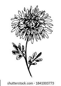 Dibujo de vector blanco y negro dibujado a mano en estilo grabado. Flor de crisantemo, hojas de tallo. Para impresiones, etiquetas, pegatinas, postales.