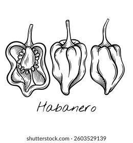 Hand-drawn black and white vector illustration of whole and sliced habanero peppers, highlighting their wrinkled texture and seeds. for food packaging, restaurant menus, and spicy ingredient brand