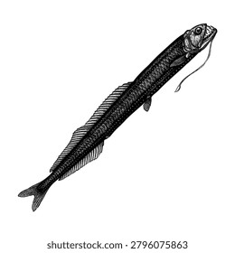 Hand-drawn black and white vector illustration of a deep-sea dragonfish (Stomiidae), featuring a detailed stippling texture, sharp fangs, and a long barbel, isolated on a white background.