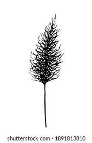 Esbozo vector blanco y negro dibujado a mano. Hierba de la estepa silvestre, flores secas, inflorescencia de panecillos. Plantas, decoración interior.