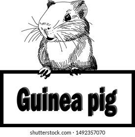 Hand-drawn black-white illustration of guinea pig with any text plate on the white blackground