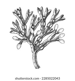 Hand-drawn bladder wrack sketch. Red fucus - edible seaweed drawing isolated on white background. Sea vegetables - kelp vector food illustration. Healthy food ingredients and nutritional supplements.