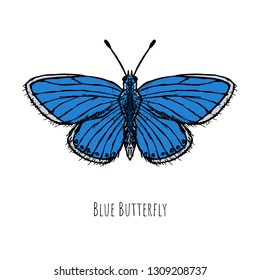 Hand-drawn blue butterfly. Isolated object on a white background. Vector cartoon illustration.