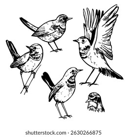 Hand-drawn bluethroat bird ( Luscinia svecica ).Vector sketch illustration